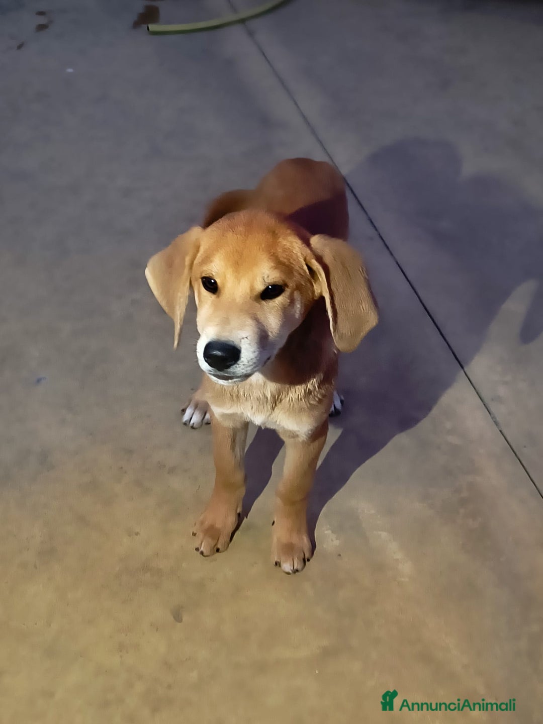 Meticcio cani in regalo: 5 cuccioli per 5 famiglie - Annuncio 8