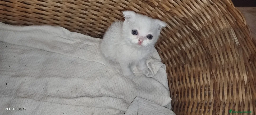 Scottish gatti in vendita: Cuccioli bellissimi di SCOTTISH FOLD   - Annuncio 2