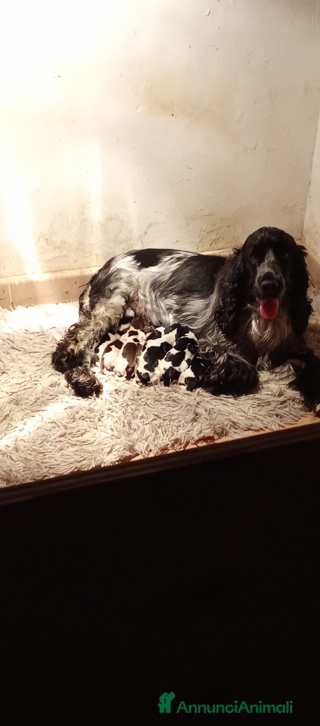 Cocker cani in vendita: Cuccioli di cocker spaniel  - Annuncio 3