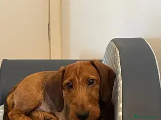 Bassotto cani Bassotto standard pelo duro - Annuncio 1