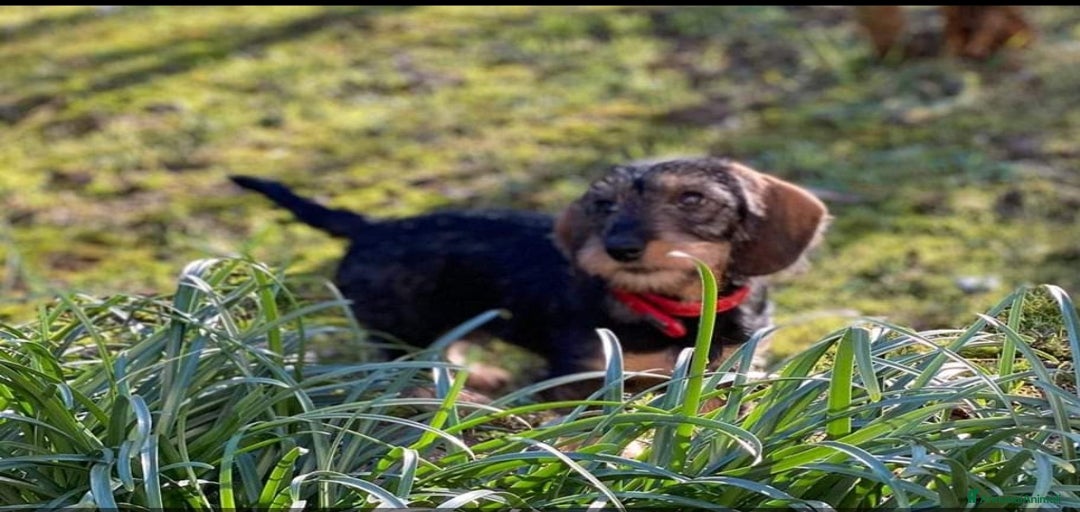 Immagine della galleria {{count}}