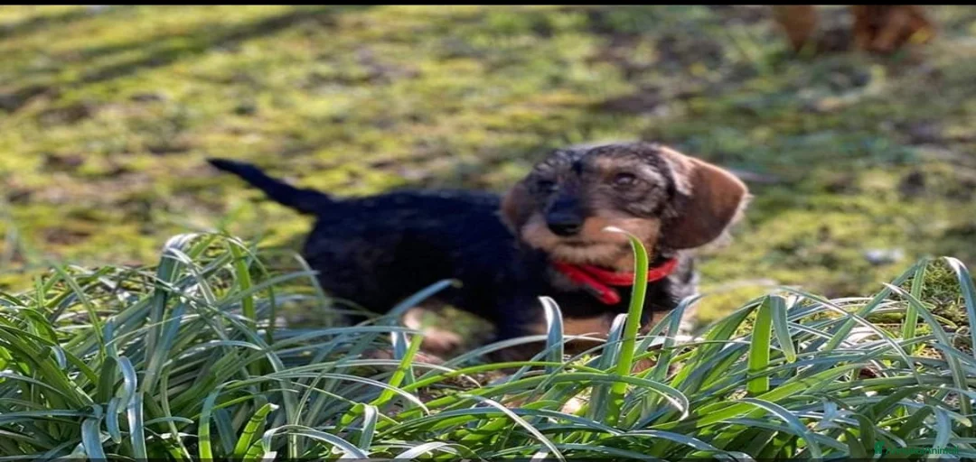 Immagine della galleria {{count}}