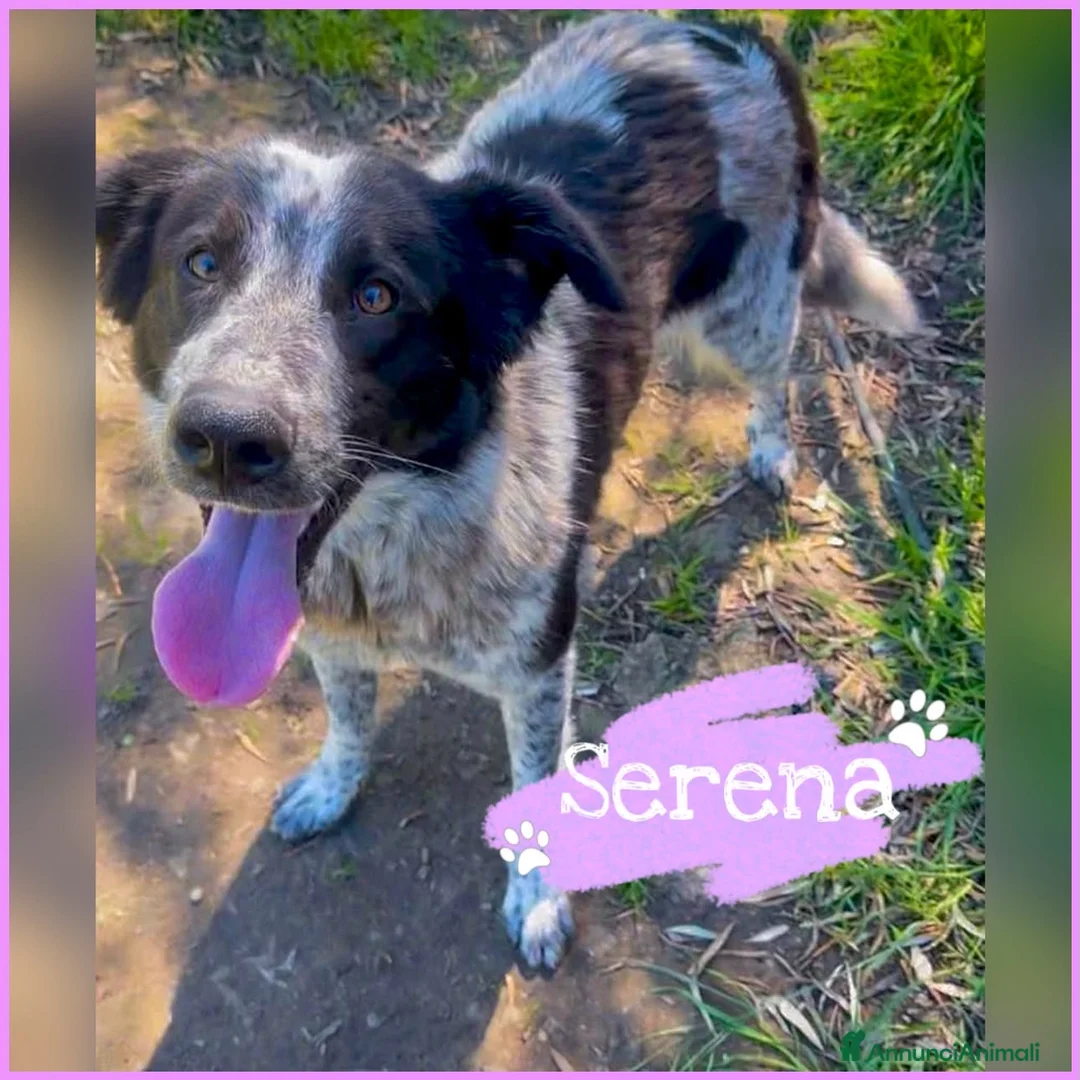 Meticcio cani in regalo: SERENA 🩷 intelligente, dolce e pronta ad amarti a Provincia di Savona - Annuncio 2