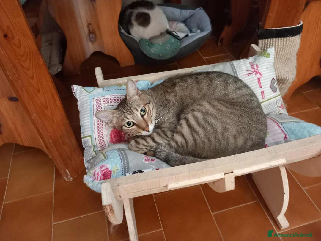 Europeo gatti in regalo: Tenero micino da adottare, JAMES! - Annuncio 6