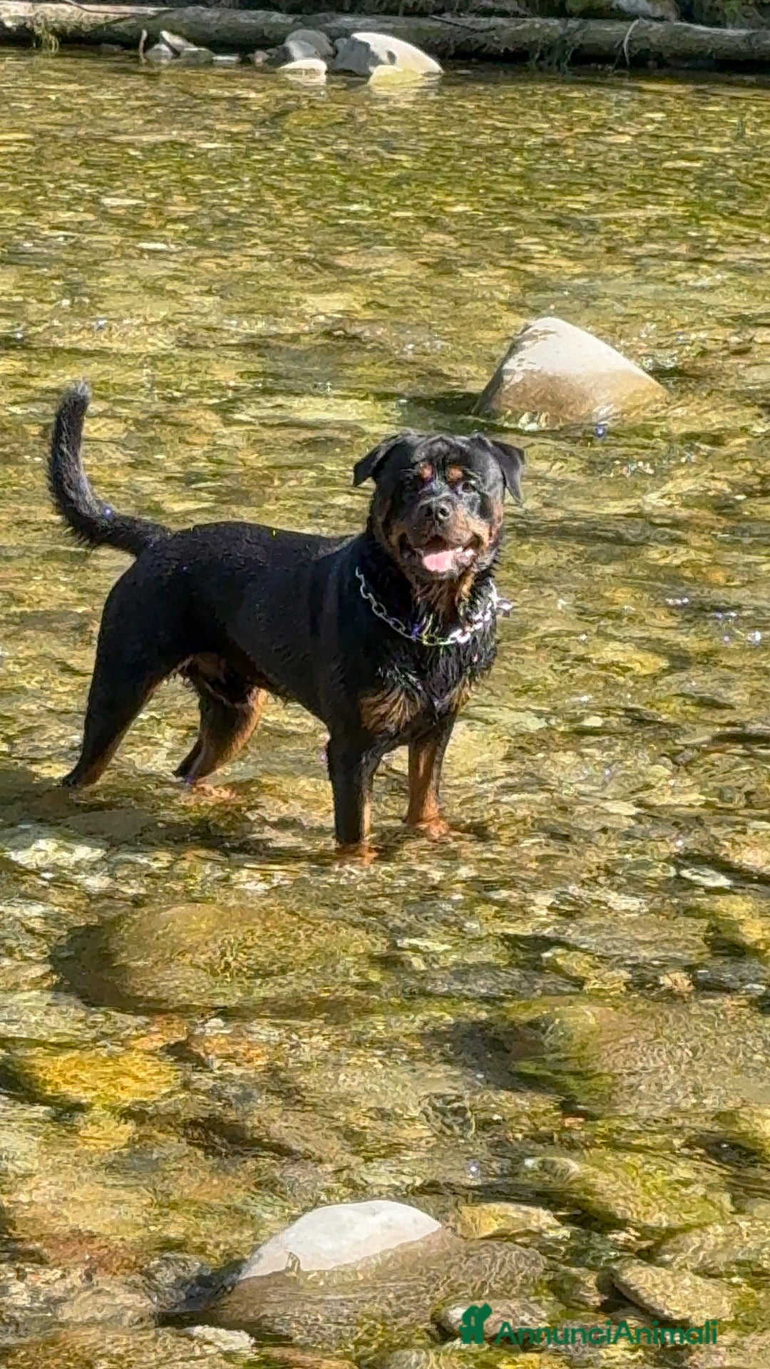 Rottweiler cani Splendido Stallone Rottweiler 4 anni - Annuncio 1