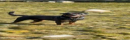 Rottweiler cani per accoppiamento: Splendido Stallone Rottweiler 4 anni a Città metropolitana di Milano - Annuncio 1
