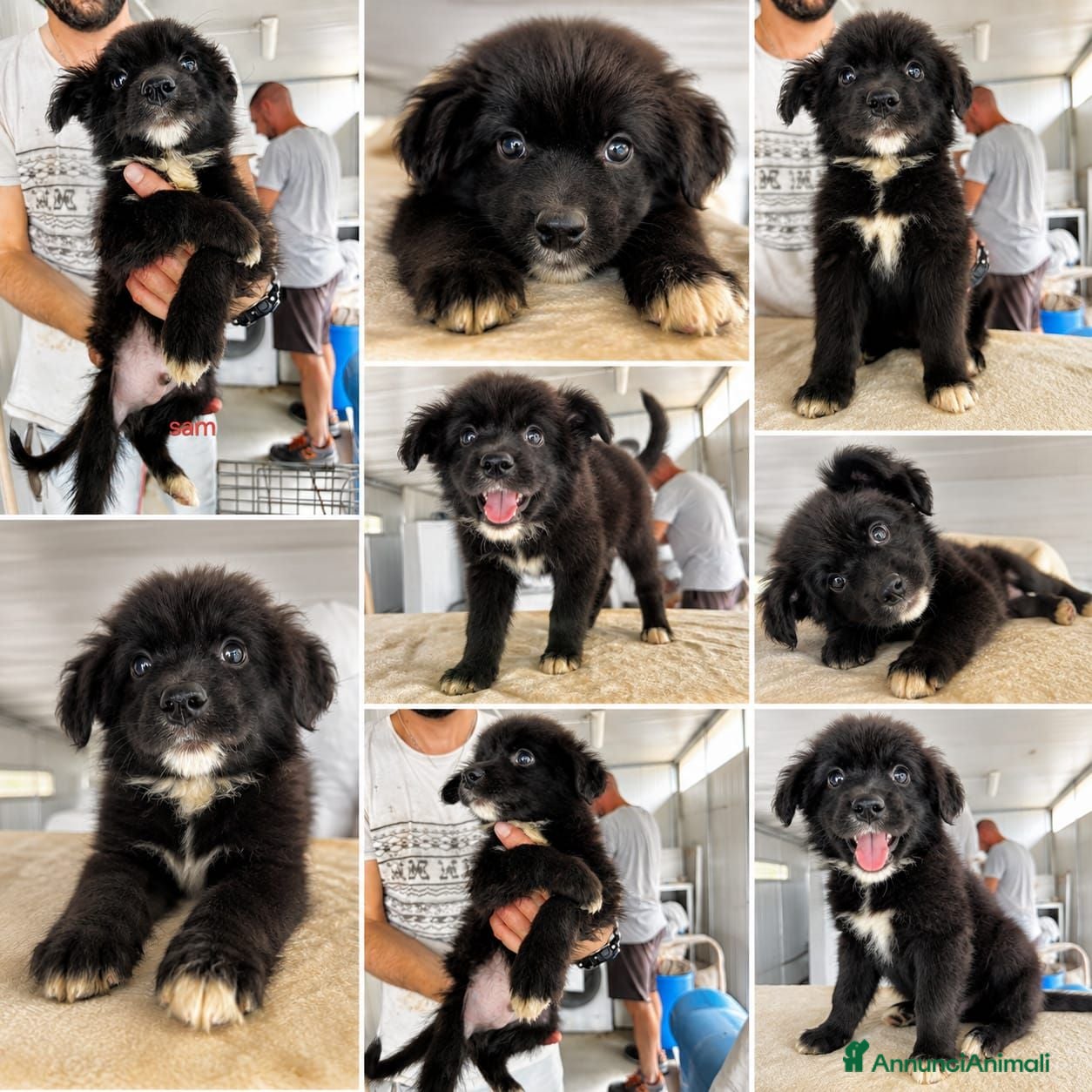 Meticcio cani Cuccioli di taglia media piccola  - Annuncio 12