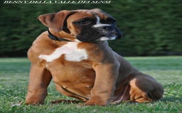 Boxer cani in vendita: BOXER CUCCIOLI DISPONIBILI - Annuncio 3