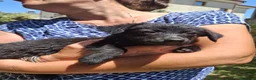 Meticcio cani in regalo: MOKA 🩷 la dolcezza ha trovato il suo nome 😍 a Provincia di Biella - Annuncio 6