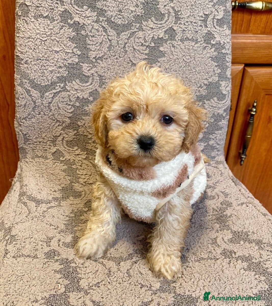 Barboncino Toy cani barboncino toy albicocca  - Annuncio 2