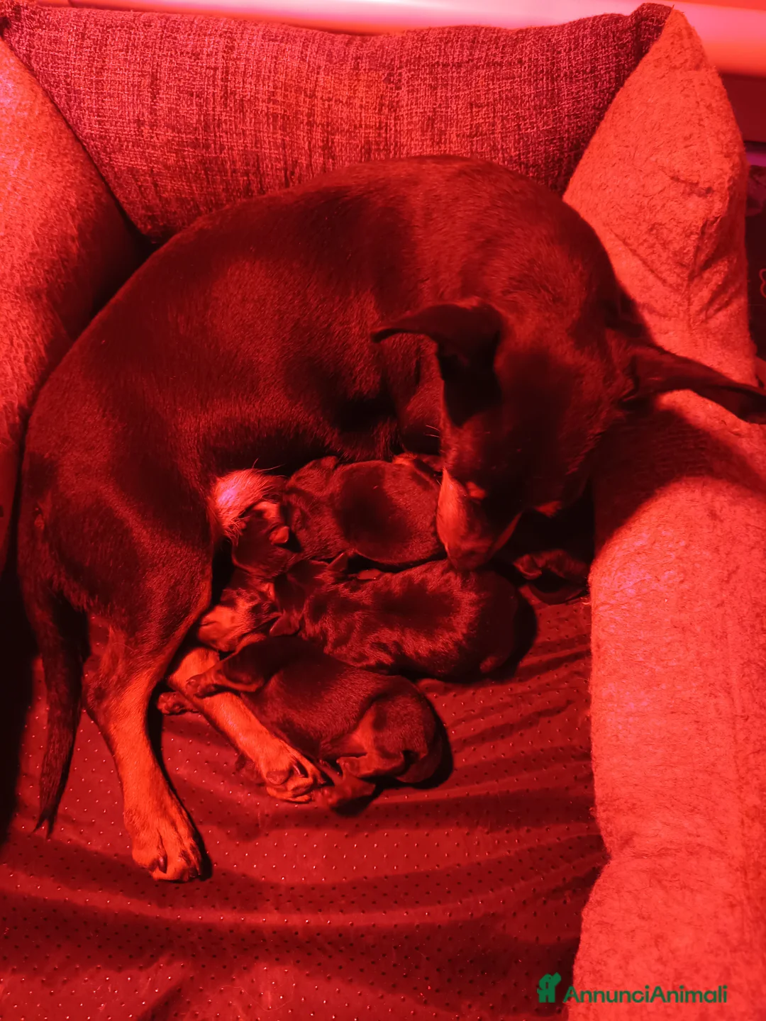 Pinscher Miniatura cani in vendita: Pinscher nano cuccioli genitori pedigree ENCI  - Annuncio 2