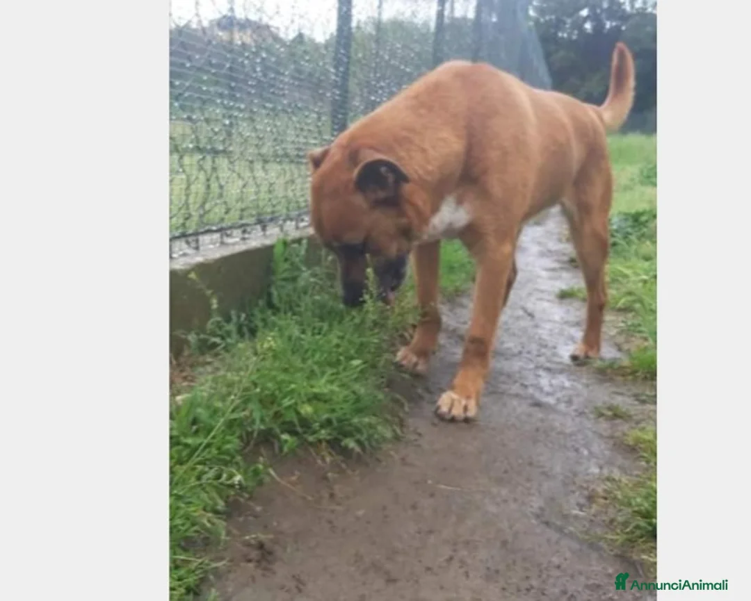 Meticcio cani in regalo: Flick, sostanza e dolcezza  a Roma - Annuncio 4