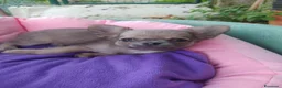 Chihuahua cani in vendita: Chihuahua cucciolo maschietto pelo lungo  - Annuncio 4