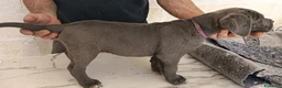 Cane Corso cani in vendita: Cuccioli di Cane Corso disponibili - Annuncio 8