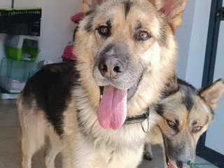 Meticcio cani Whisky derivato pastore tedesco in adozione a Provincia di Latina - Annuncio 16