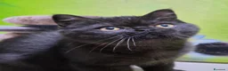 British gatti in vendita: British  Scottish  - Annuncio 1
