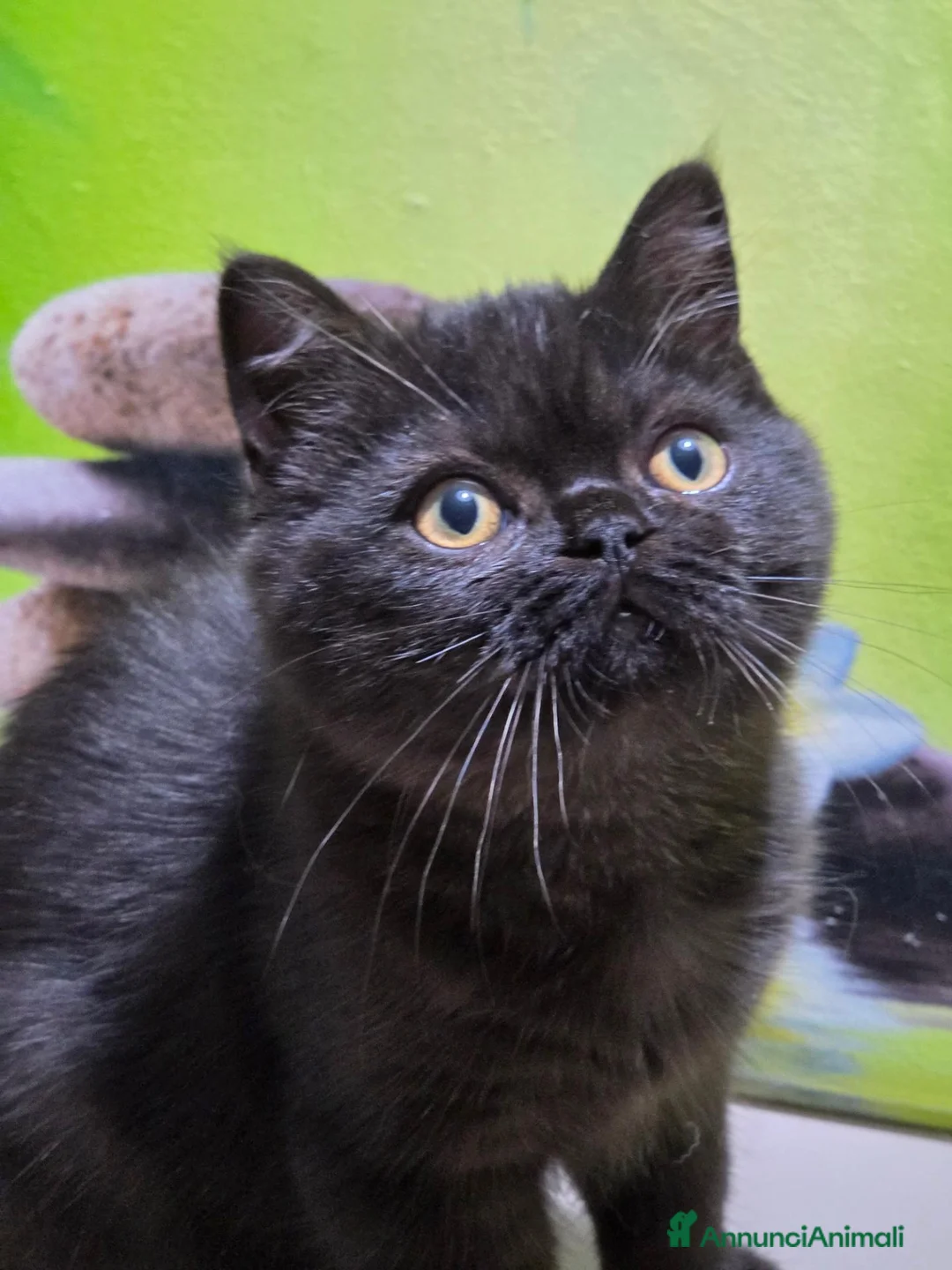 British gatti in vendita: British  Scottish  - Annuncio 1