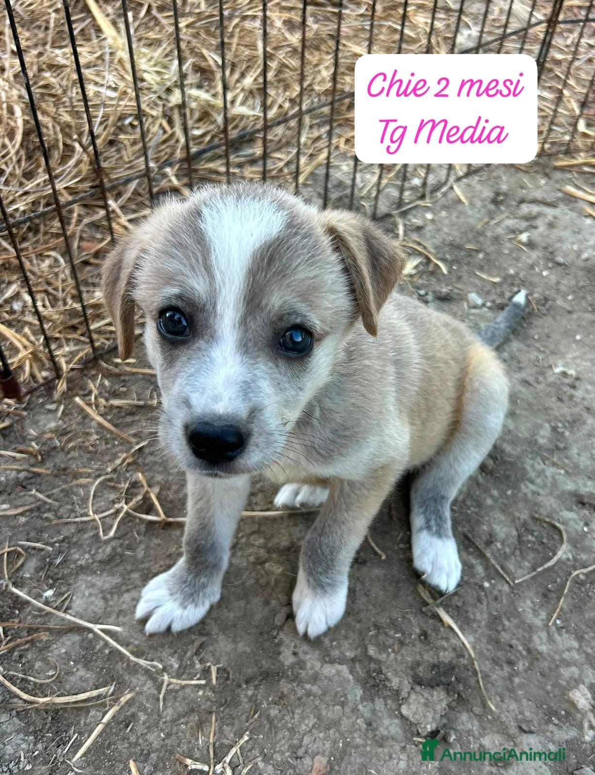 Meticcio cani Trovatelli cercano urgentemente casa - Annuncio 1