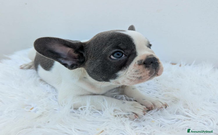 Bulldog Francese cani a Città metropolitana di Milano - Annuncio 6
