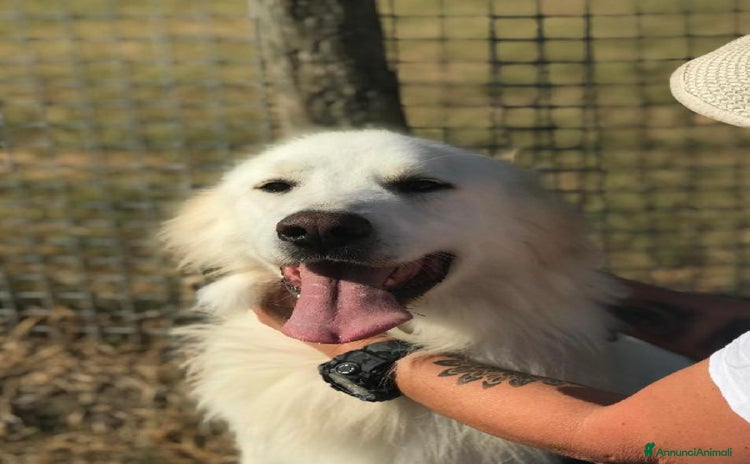 Golden Retriever cani a Provincia di Latina - Annuncio 1