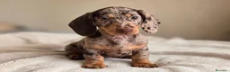 Bassotto cani in vendita: Bassotto tedesco femmina arlecchina cioccolato  - Annuncio 3