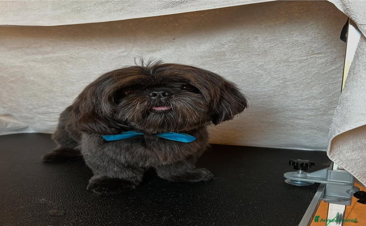 Shih Tzu cani - Annuncio 6