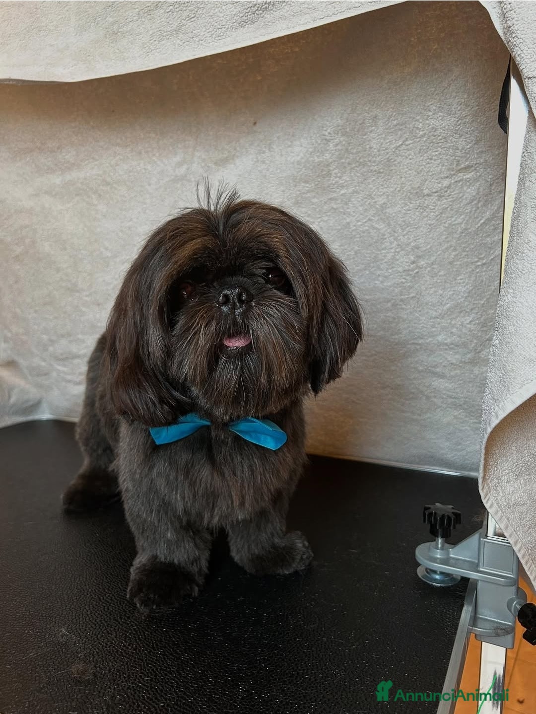 Shih Tzu cani in vendita: Shihtzu  - Annuncio 1