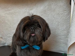 Shih Tzu cani Shihtzu - Annuncio 31