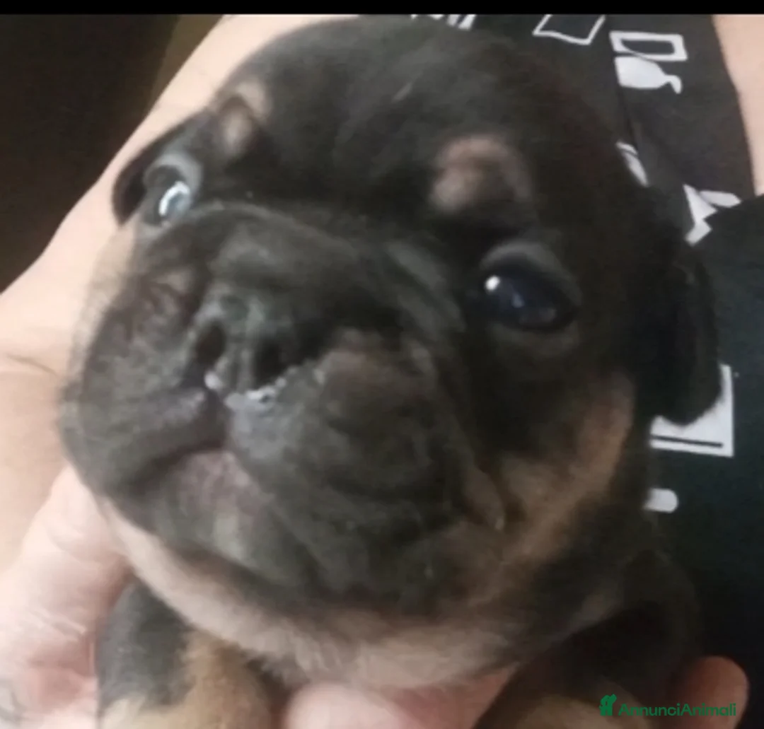 Bulldog Francese cani in vendita: Cucciola bulldog francese  - Annuncio 3