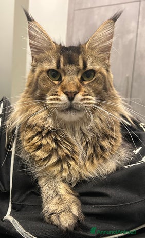 Maine Coon gatti - Annuncio 4