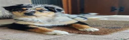 Australian Shepherd cani in vendita: Splendidi Cuccioli di Pastore Australiano  - Annuncio 3