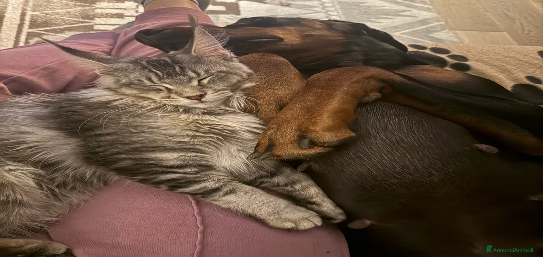 Immagine della galleria {{count}}