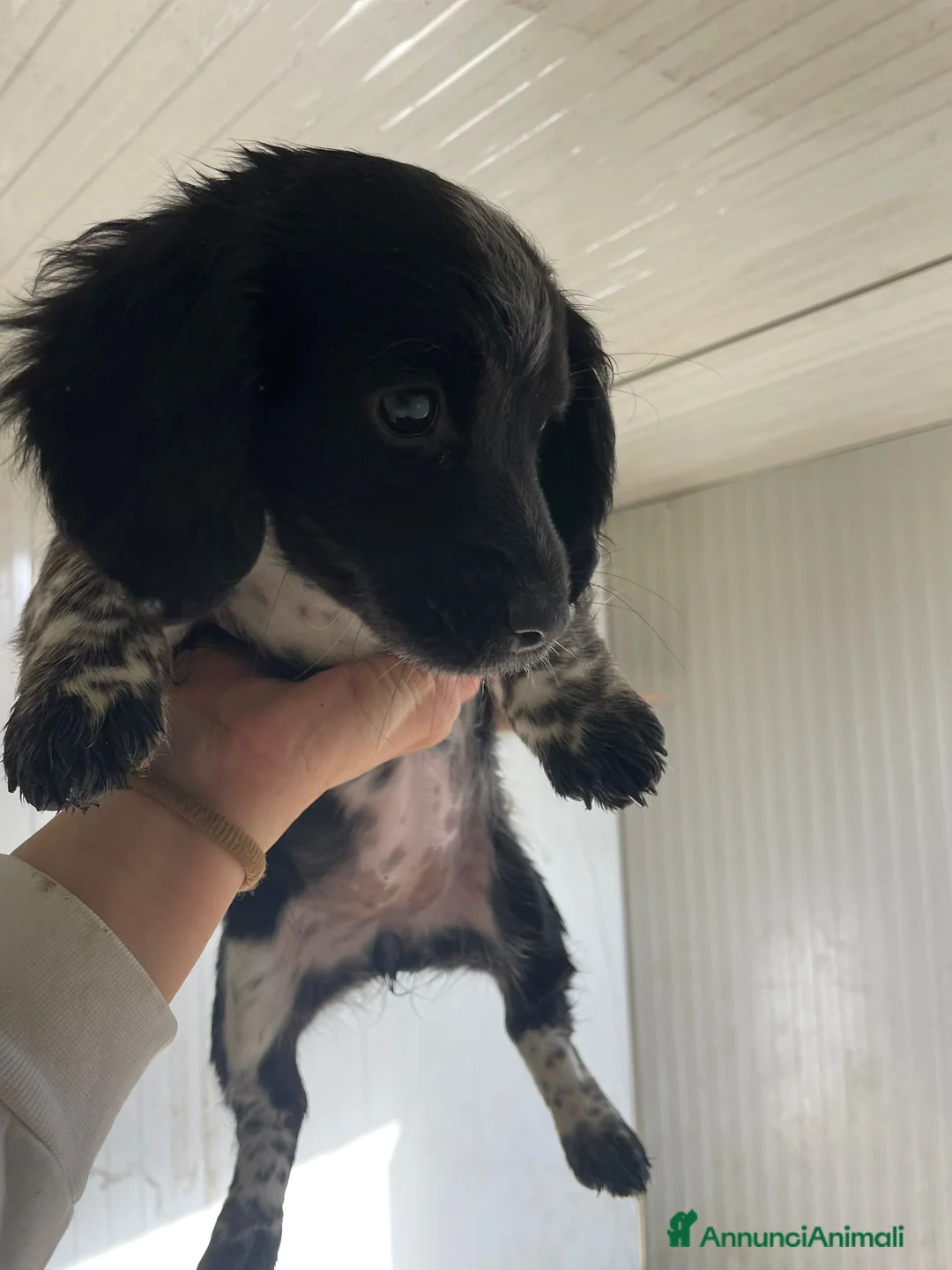 Meticcio cani in regalo: ZOE e MAYA - Annuncio 2