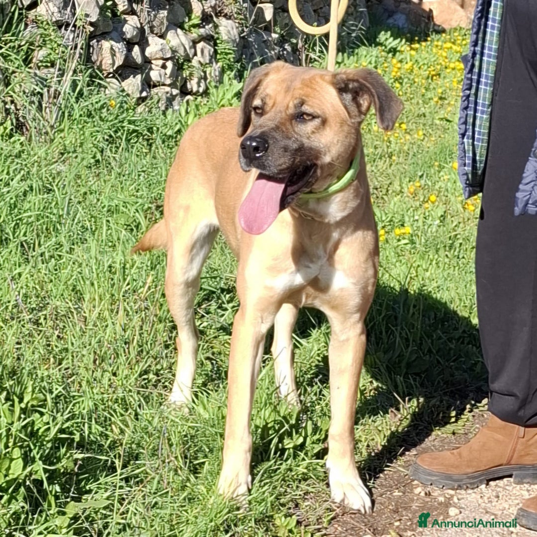 Meticcio cani in regalo: Mara Cerca Famiglia. Info Monica 3890238584 - Annuncio 7