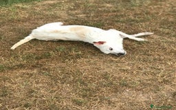 Meticcio cani in regalo: TILLA a Provincia di Latina - Immagine 5