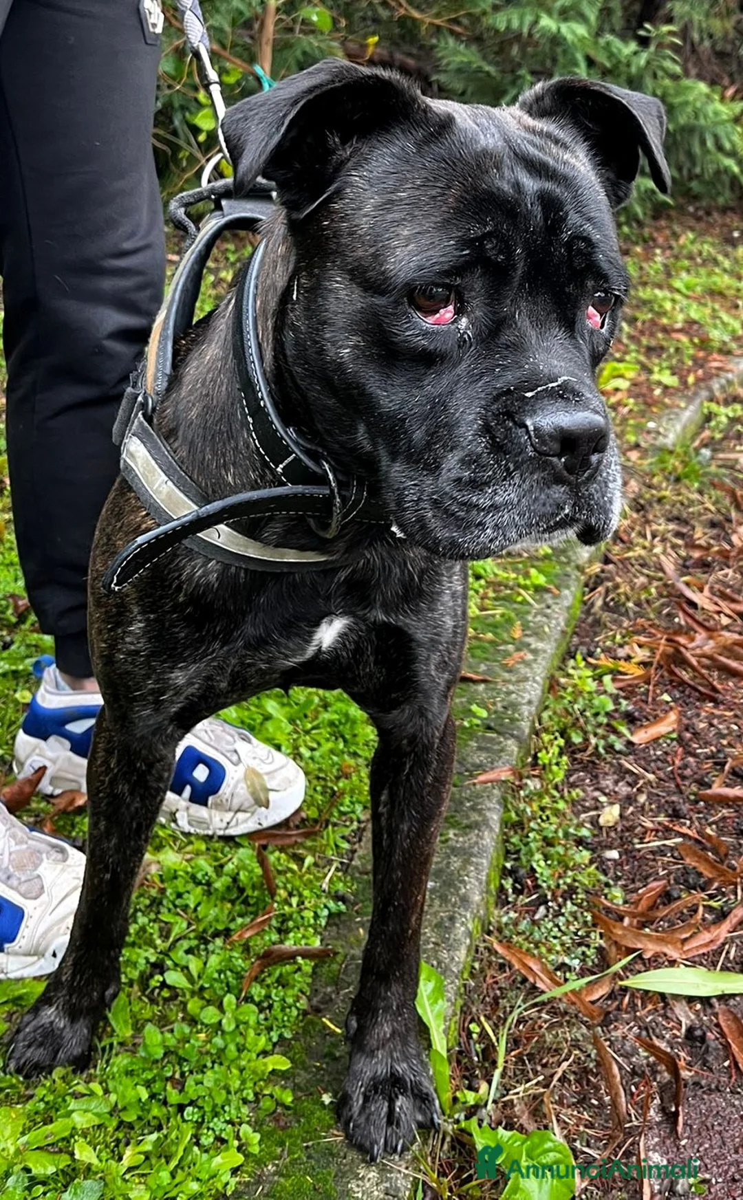 Meticcio cani in regalo: CHERRY BOXER - Annuncio 3