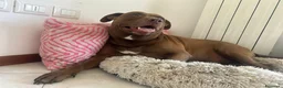Meticcio cani in regalo: blitz  - Annuncio 2