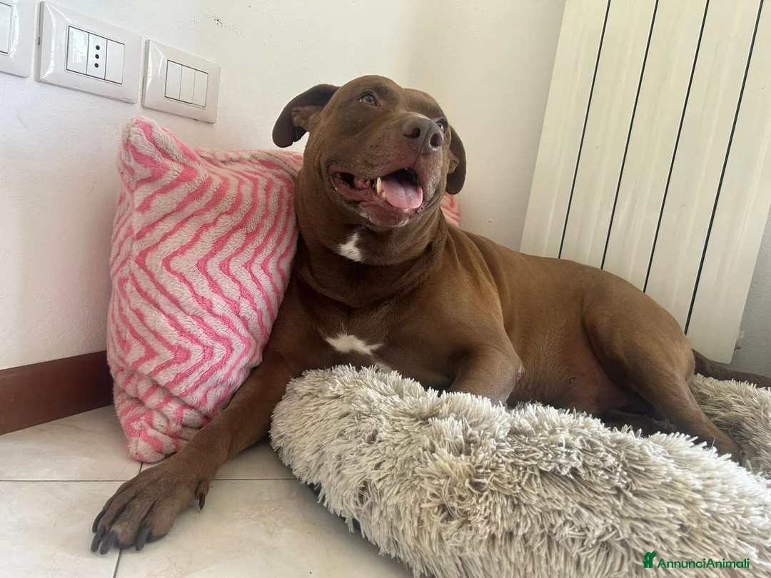 Meticcio cani in regalo: blitz  - Annuncio 2