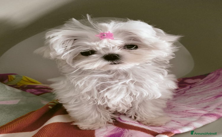 Maltese cani a Città Metropolitana di Torino - Annuncio 2