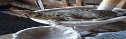 Europeo gatti in regalo: Cucciolotti di gatto  - Annuncio 4