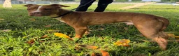 Meticcio cani in regalo: DANKO PIT BULLINO - Annuncio 5