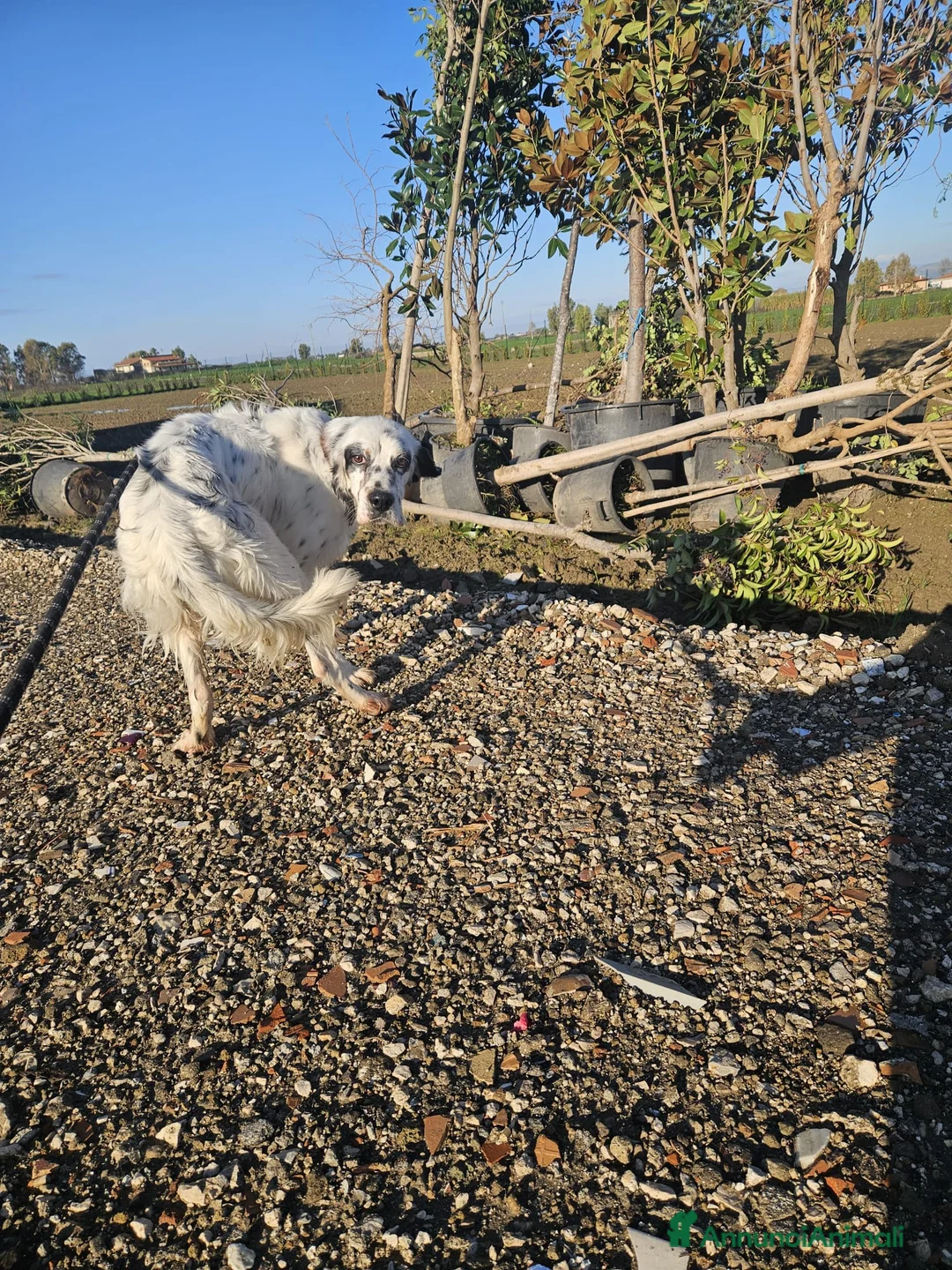 Setter Inglese cani in regalo: Zeus: giovane setter socievole equilibrato  - Annuncio 15