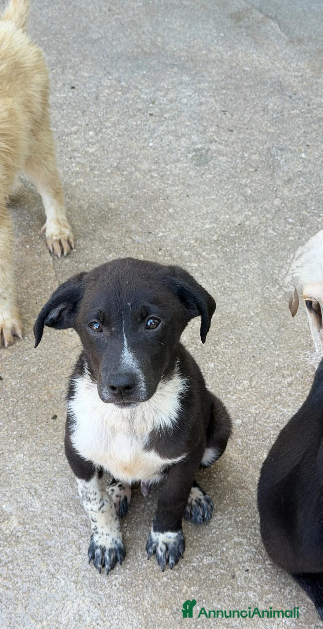 Meticcio cani in regalo: Lino 3 mesi a Provincia di Verona - Annuncio 4
