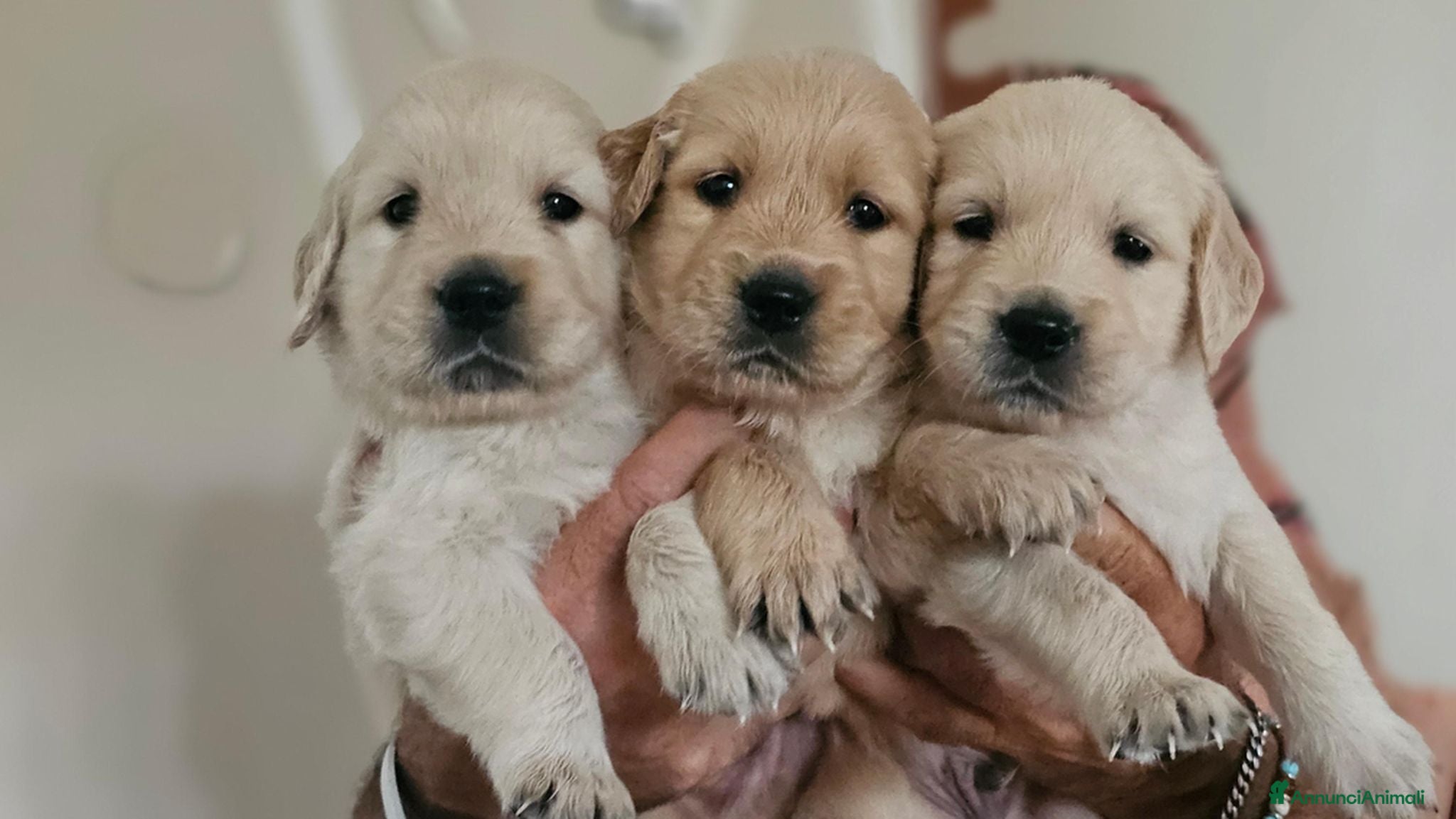 Golden Retriever cani SPLENDIDI CUCCIOLI GOLDEN RETRIEVER  - Annuncio 1