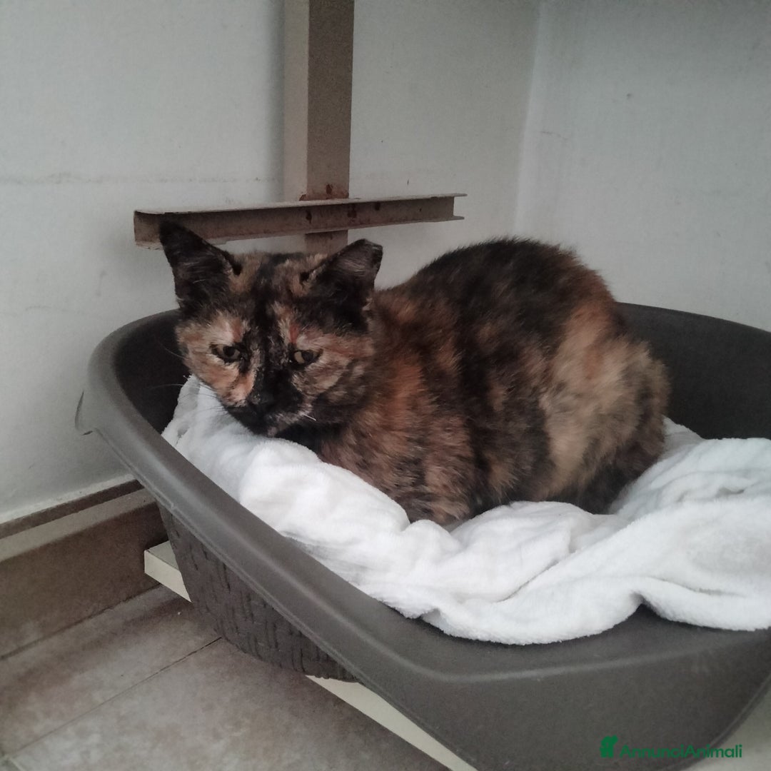 Altre razze gatti in regalo: Tarzan, dolcissimo, 4 mesi, cerca casa - Annuncio 4