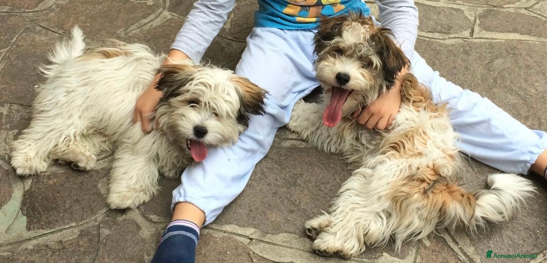 Meticcio cani in regalo: REGALO coppia di cani a Provincia di Bergamo - Immagine 3