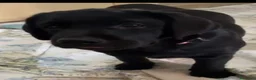 Labrador cani in vendita: Ultime femmine  - Annuncio 2