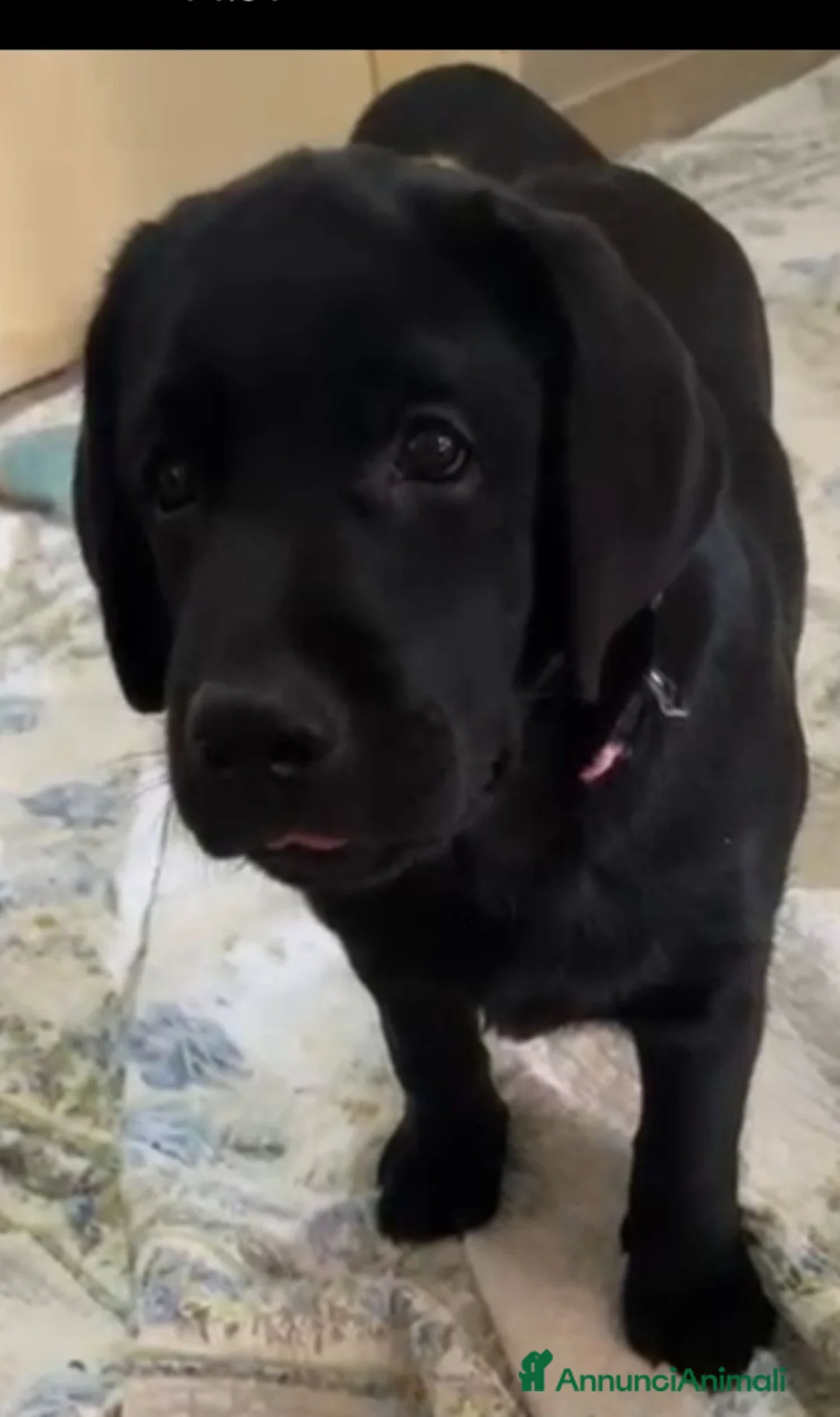 Labrador cani in vendita: Ultime femmine  - Annuncio 2