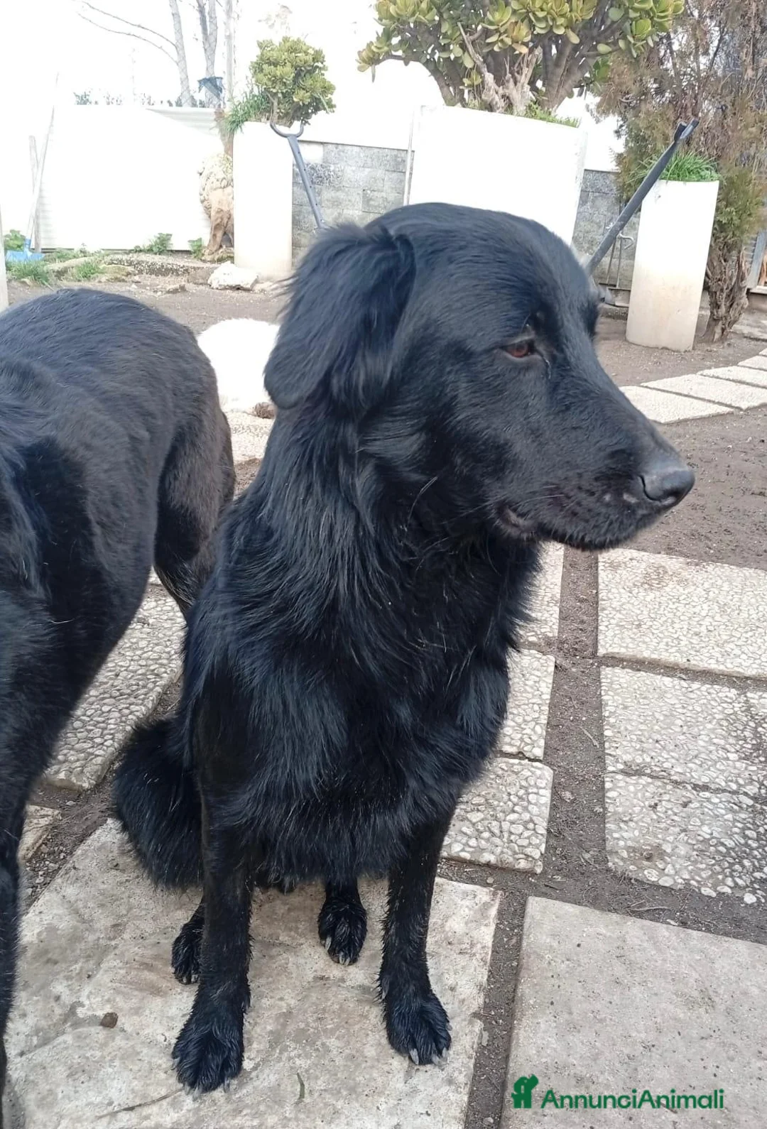 Golden Retriever cani in regalo: Un golden x te - Annuncio 2