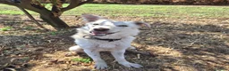 Meticcio cani in regalo: LUNA 🩷 un vulcano di amore e allegria!  😍 a Provincia di Treviso - Annuncio 9